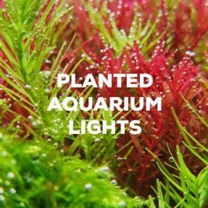 Planted Aquarium Lights